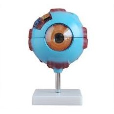 Apex Eye Anatomy Model Multicolor with Stand 